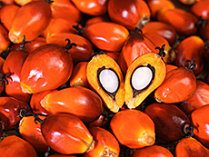 Frutto della Palma da Olio