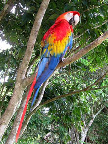 Arara Rosso, Iquitos, Amazzonia