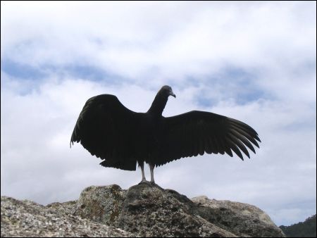 Avvoltoio, Ilha Do Mel