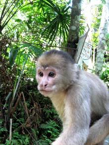 Scimmietta, Iquitos, Amazzonia